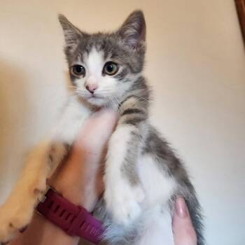Mouse -  Domestic Short Hair Cat for Adoption in Bristol, Indiana - Mouse | PetCurious