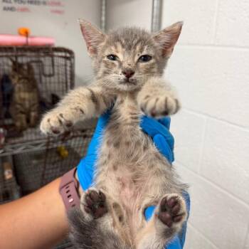 Priscilla -  Domestic Short Hair Cat for Adoption in Edinburg, Texas - Priscilla | PetCurious