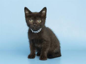 FLIK -  Domestic Short Hair Cat for Adoption in Phoenix, Arizona - FLIK | PetCurious