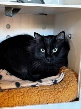 Seven -  Domestic Long Hair and Domestic Short Hair Cat for Adoption in Kalispell, Montana - Seven | PetCurious