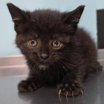 Harper -  Domestic Short Hair Cat for Adoption in Jefferson City, Tennessee - Harper | PetCurious