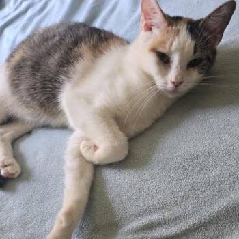 Domestic Short Hair Cats Available for Adoption in Knoxville, Tennessee - Melon | PetCurious