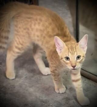 Joey -  Domestic Short Hair and Tabby Cat for Adoption in Baton Rouge, Louisiana - Joey | PetCurious
