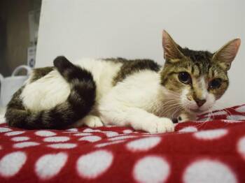PORCHE -  Domestic Short Hair Cat for Adoption in Sacramento, California - PORCHE | PetCurious