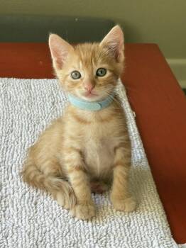 Boone -  Domestic Short Hair and Tabby Cat for Adoption in Texarkana, Texas - Boone | PetCurious