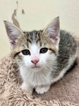 Rescue Domestic Short Hair Cats for Adoption in Webster, Wisconsin - Esther | PetCurious