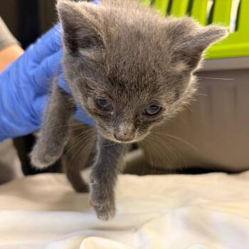Randall Boggs -  Domestic Short Hair Cat for Adoption in Charlottesville, Virginia - Randall Boggs | PetCurious