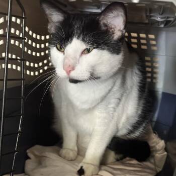 Big John -  Domestic Short Hair Cat for Adoption in Chattanooga, Tennessee - Big John | PetCurious