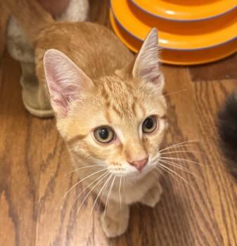 Tucker Finn -  Tabby and Domestic Short Hair Cat for Adoption in Dallas, Texas - Tucker Finn | PetCurious