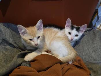 Wesson -  Domestic Short Hair Cat for Adoption - Wesson | PetCurious