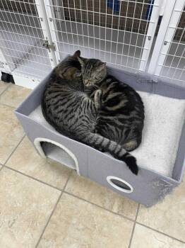 Rescue Domestic Short Hair Cats for Adoption in Greece, New York - Daisy (f) & Atticus (m) | PetCurious