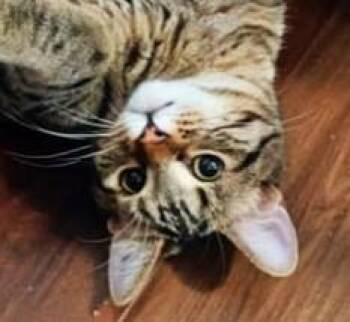 Domestic Short Hair Cats Available for Adoption - Oakley | PetCurious