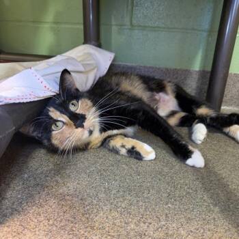 Kuromi -  Domestic Short Hair Cat for Adoption in Council Bluffs, Iowa - Kuromi | PetCurious