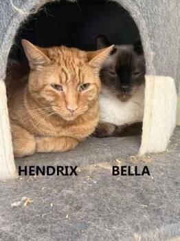 Hendrix -  Domestic Short Hair Cat for Adoption in Washington, Georgia - Hendrix | PetCurious