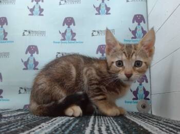 Rescue Domestic Short Hair Cats for Adoption in Orlando, Florida - PETUNIA | PetCurious