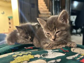 Elena -  Domestic Short Hair and Tabby Cat for Adoption in Minneapolis, Minnesota - Elena | PetCurious