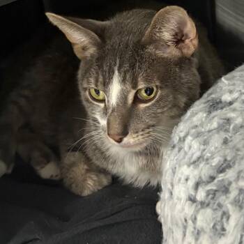 Rick James -  Domestic Short Hair Cat for Adoption in Chicago, Illinois - Rick James | PetCurious