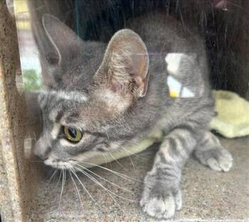 Domestic Short Hair Cats Available for Adoption in Rancho Cucamonga, California - FOOTHILL 7 | PetCurious