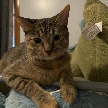 Charlotte -  Domestic Short Hair Cat for Adoption in Chicago, Illinois - Charlotte | PetCurious