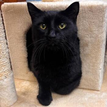Sutton -  Domestic Medium Hair Cat for Adoption in Lenexa, Kansas - Sutton | PetCurious