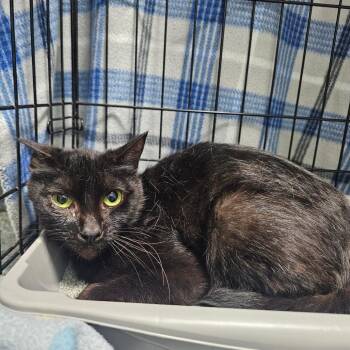 Domestic Short Hair Cats Available for Adoption in Milton, Florida - Bell | PetCurious