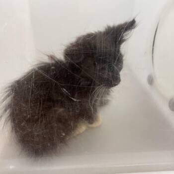 07/18/2026-Stray-SaintMarysRoad -  Domestic Medium Hair Cat for Adoption in Columbus, Georgia - 07/18/2026-Stray-SaintMarysRoad | PetCurious