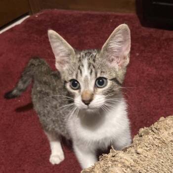 Sugar -  Domestic Short Hair Cat for Adoption in Dekalb, Illinois - Sugar | PetCurious