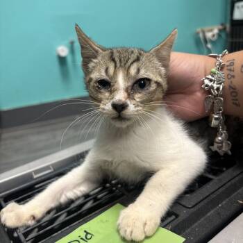 Clemmie_2 -  Domestic Short Hair Cat for Adoption in Lake Jackson, Texas - Clemmie_2 | PetCurious