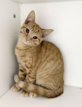 Seth -  Domestic Short Hair Cat for Adoption in Rochester, Indiana - Seth | PetCurious