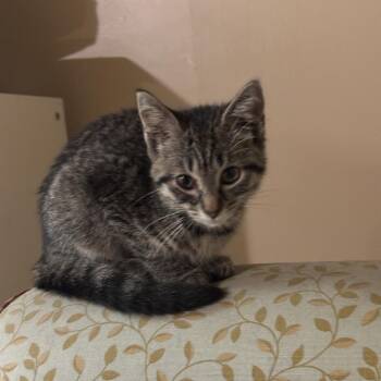 Liberty -  Domestic Short Hair Cat for Adoption in New York, New York - Liberty | PetCurious