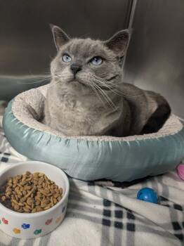 Mulan -  Siamese Cat for Adoption in Lock Haven, Pennsylvania - Mulan | PetCurious