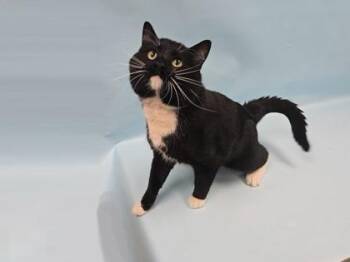 Omar -  Domestic Short Hair Cat for Adoption in Minneapolis, Minnesota - Omar | PetCurious