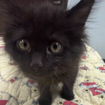 Takis -  Domestic Medium Hair Cat for Adoption in Tulsa, Oklahoma - Takis | PetCurious