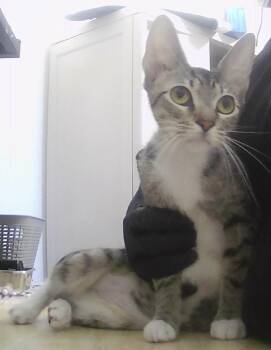 WayWay -  Domestic Short Hair Cat for Adoption in Dayton, Minnesota - WayWay | PetCurious