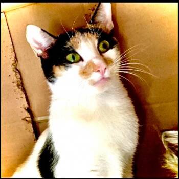 Domestic Medium Hair Cats Available for Adoption - Munchkins | PetCurious