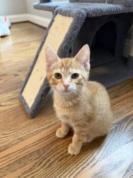 Domestic Short Hair and Tabby Cats Available for Adoption in Greensboro, North Carolina - Stormy | PetCurious