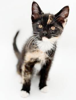 Pebbles is truly purrfect - WOW is she a doll -  Calico and Tortoiseshell Cat for Adoption in Bedford Hills, New York - Pebbles Is Truly Purrfect - WOW Is She A Doll | PetCurious
