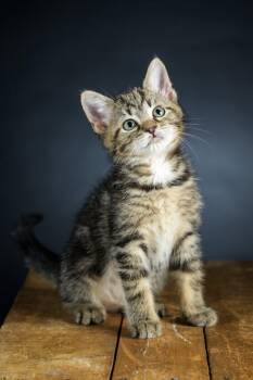 Rescue Domestic Short Hair Cats for Adoption in Carnegie, Pennsylvania - Spaceman | PetCurious