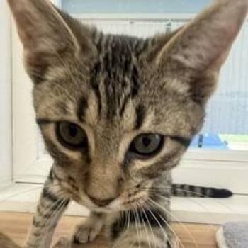 Glen -  Domestic Short Hair Cat for Adoption in Greensboro, Georgia - Glen | PetCurious
