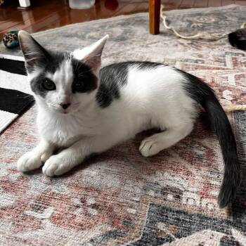 Pebbles -  Domestic Short Hair Cat for Adoption in Harrisonburg, Virginia - Pebbles | PetCurious