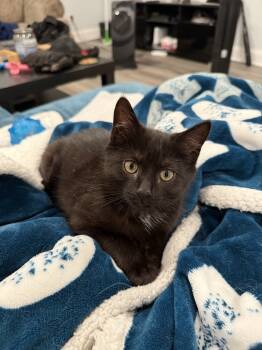 Rescue Domestic Short Hair Cats for Adoption in East Greenville, Pennsylvania - Betty | PetCurious