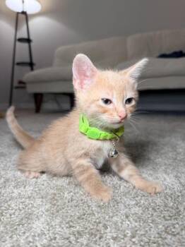 Crouton -  Domestic Short Hair Cat for Adoption in Liverpool, Texas - Crouton | PetCurious