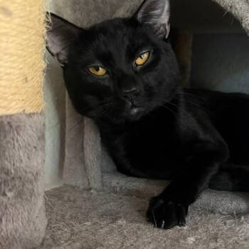 Sharpie -  Domestic Short Hair Cat for Adoption in Washougal, Washington - Sharpie | PetCurious