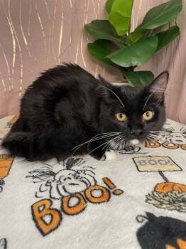 Rescue Domestic Medium Hair Cats for Adoption in Long Beach, Mississippi - Sauda | PetCurious
