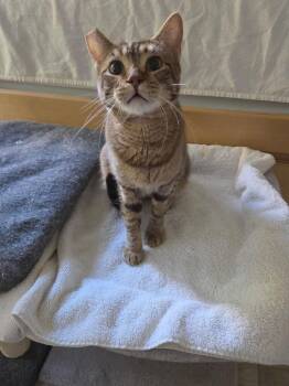 Drisela -  Domestic Short Hair Cat for Adoption in Tucson, Arizona - Drisela | PetCurious
