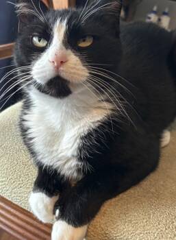 Domestic Short Hair Cats Available for Adoption - Kiku | PetCurious