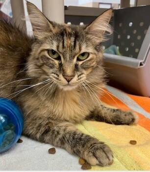 LIZ -  Domestic Long Hair Cat for Adoption in Springfield, Massachusetts - LIZ | PetCurious