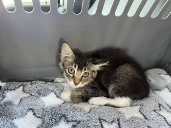 MOWGLI -  Domestic Medium Hair Cat for Adoption in Killeen, Texas - MOWGLI | PetCurious