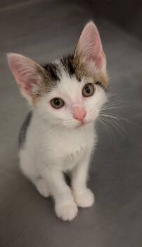 Wheeler -  Domestic Long Hair Cat for Adoption in Columbia, Tennessee - Wheeler | PetCurious