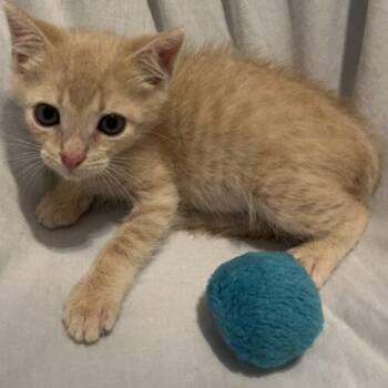 Clay -  Domestic Short Hair Cat for Adoption in Columbia, South Carolina - Clay | PetCurious
